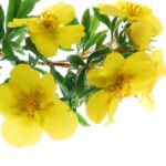Evening Prim Rose