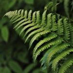 Fern & Acai Fragrance Oil (Premium)