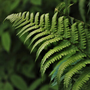Fern & Acai Fragrance Oil (Premium)