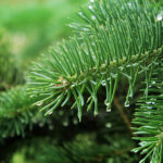 Fir Needle Hydrosol