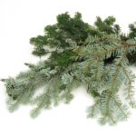 Fir Needle Oil