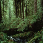 Forest Oud & Balsam Fragrance Oil (Premium)