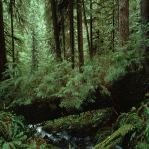 Forest Oud & Balsam Fragrance Oil (Premium)