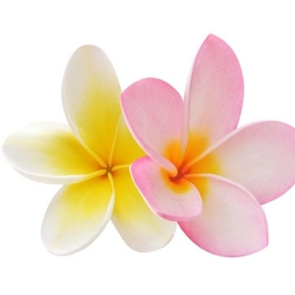 Frangipani Fragrance Oil Frangipani Fragrance Oil