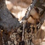 Frankincense fragrance oil