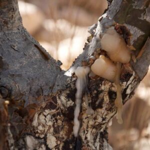 Frankincense fragrance oil