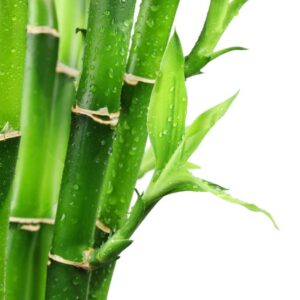 Fresh Bamboo Fragrance Oil (Premium)