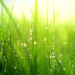 Fresh Cut Grass Fragrance Oil