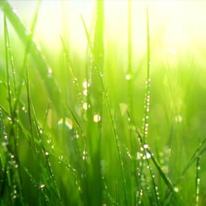 Fresh Cut Grass Fragrance Oil