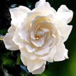 Gardenia Fragrance Oil