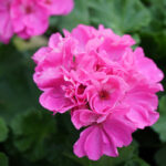 Geranium Hydrosol