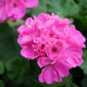 Geranium Hydrosol