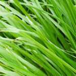 Ginger Grass Hydrosol