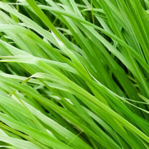 Ginger Grass Hydrosol