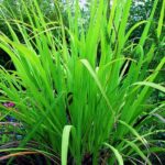 Ginger Grass Oil