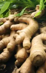 Ginger Oleoresin