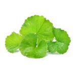 Gotu Kola Oil