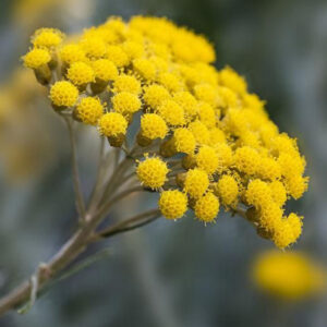 Helichrysum (Immortelle) Hydrosol