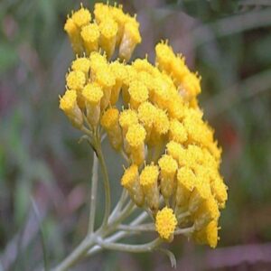 Helichrysum (Immortelle) Oil