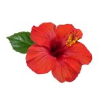 Hibiscus Oil