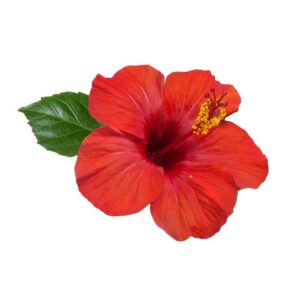 Hibiscus Oil