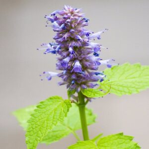 Hyssop Oil
