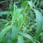 Jamarosa Oil