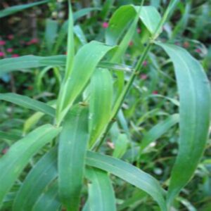 Jamarosa Oil