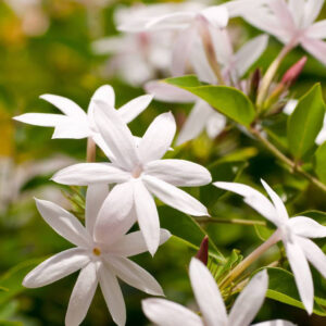 Jasmine Grandi Flora