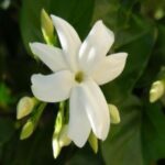Jasmine Hydrosol