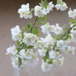 Jasmine Oil PG Grade