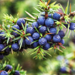 Juniper Berry Hydrosol
