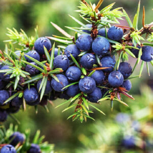 Juniper Berry Hydrosol