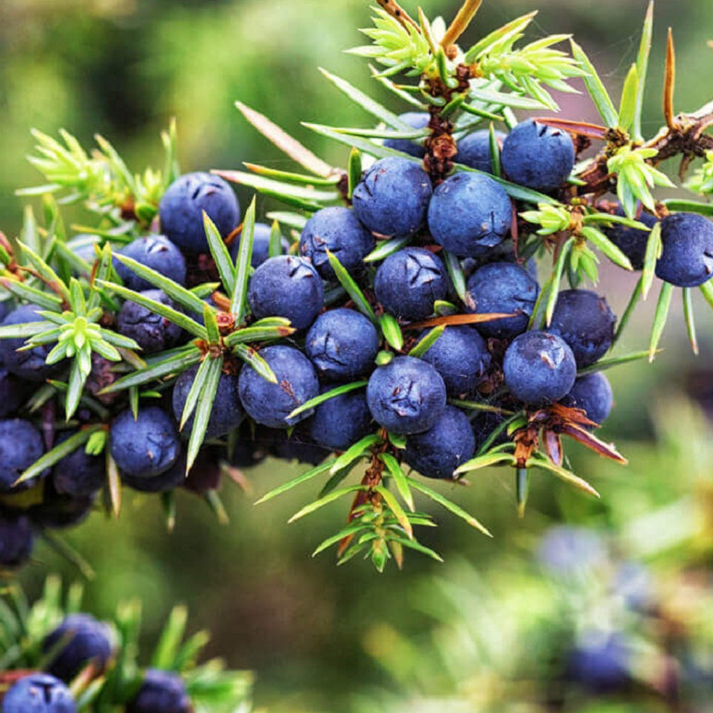 Juniper Berry Hydrosol
