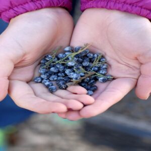 Juniper Berry Oil