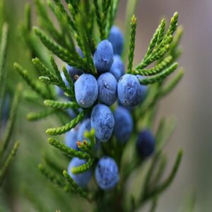 Juniper Leaf Hydrosol