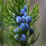 Juniper Leaf Oil
