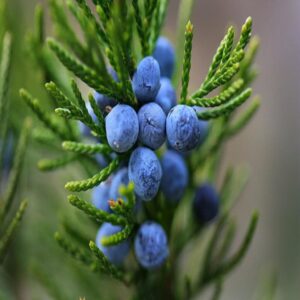 Juniper Leaf Oil