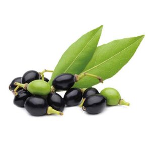 Laurel Berry Oil