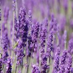 Lavender Oil Bulgarian