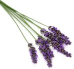 Lavender Oil French