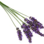 Lavender Oil French 30 ml