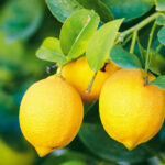 Lemon Hydrosol