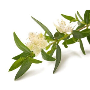 Lemon Myrtle Hydrosol