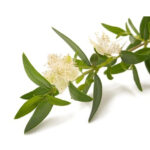 Lemon Myrtle Oil