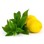Lemon Verbena Yankee Fragrance Oil (Premium)