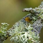 Lichen Oil