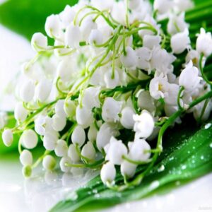 Lily of the Valley Fragrance Oil