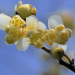 Litsea Cubeba (May Chang)
