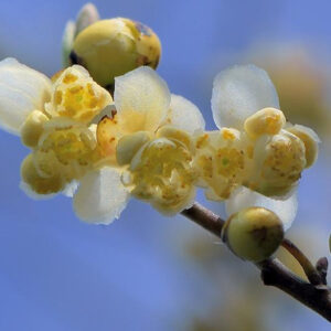 Litsea Cubeba (May Chang)